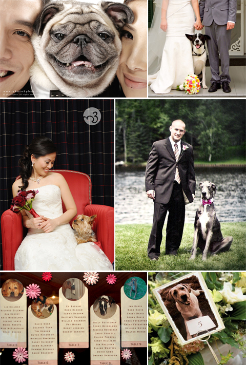 Your Pet Included in Wedding Portraits and Details